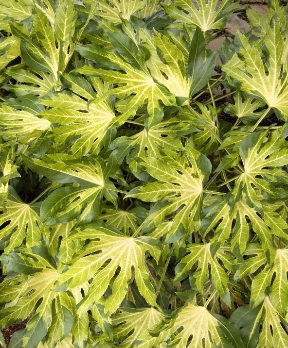 Fatsia Camouflage Varigated 2 gal