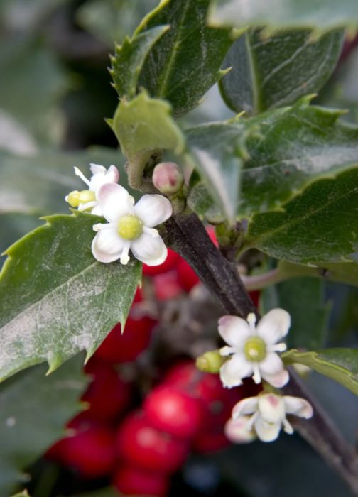 Ilex Berri-Magic Kids 2 gal