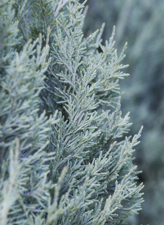 Wichita Blue Juniper 5 gal