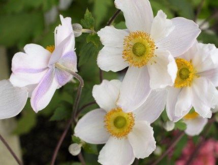 Anemone White Swan 1 gal