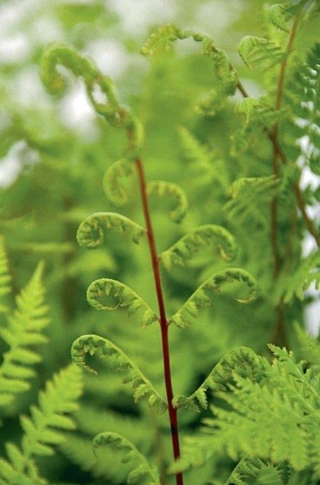 Lady in Red Fern 4&quot;