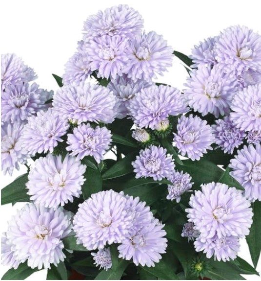 Aster lilac sunset 1 gal