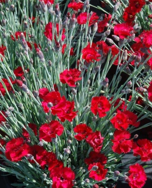 Dianthus Firestar 1 gal