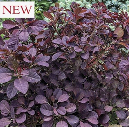 Cotinus Velveteeny 2 gal