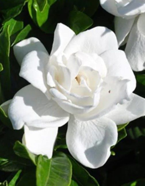 Gardenia Summer Snow 1 gal