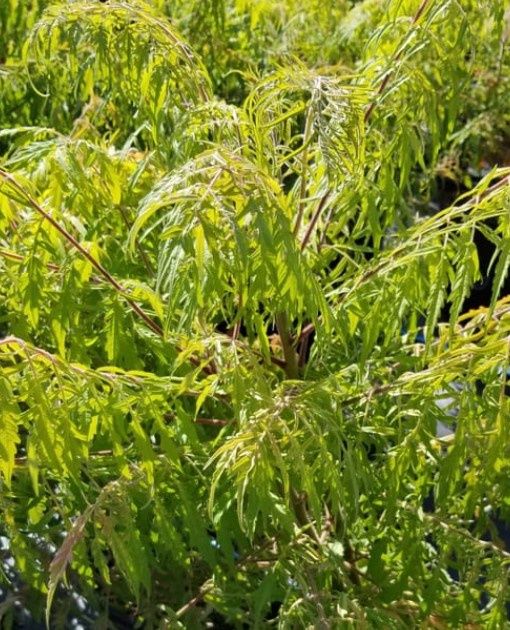 Sumac Tiger Eyes 5 gal