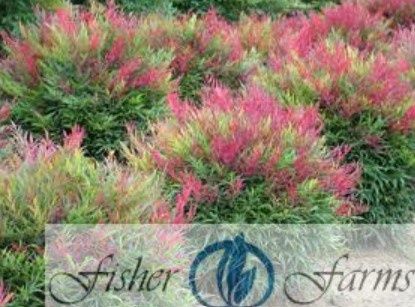 Nandina Burgundy Wine 2 gal