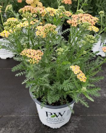 Yarrow Firefly Peach Sky 1 gal