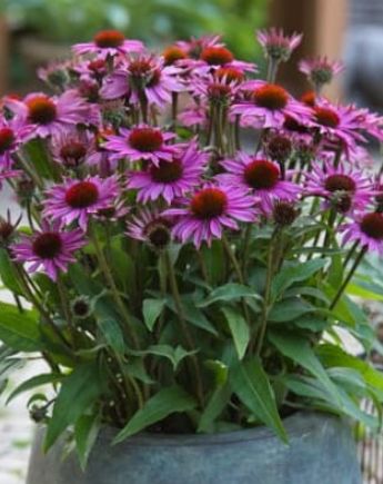 Echinacea Vintage Fuchsia 1 gal