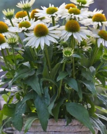 Echinacea Vintage Pearl White 1 gal