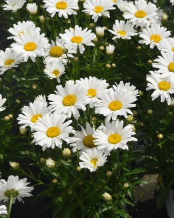 Shasta Daisy Daisy May Qt