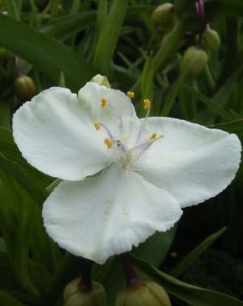 Tradescantia Innocence 1 gal