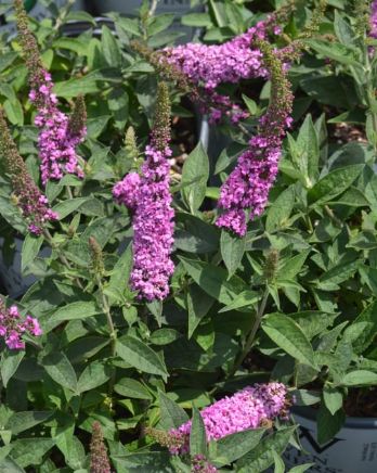 Buddleia Pink Micro Chip 1 gal