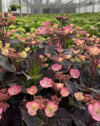 Hydrangea Pink Dynamo 2 gal