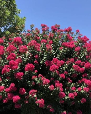 Lagerstroemia Princess Holly Ann 2 gal