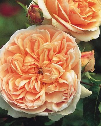 DA Rose Evelyn 3 gal