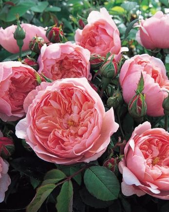 DA Rose The Alnwick Rose 3 gal