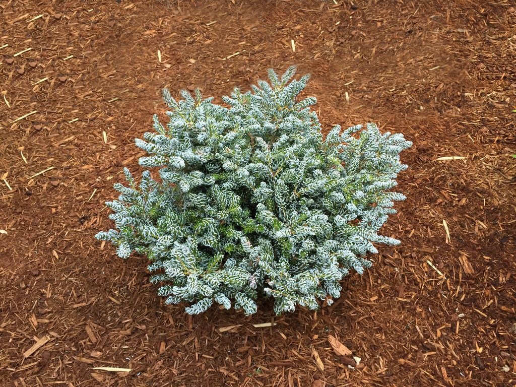 Korean Fir 2 gal