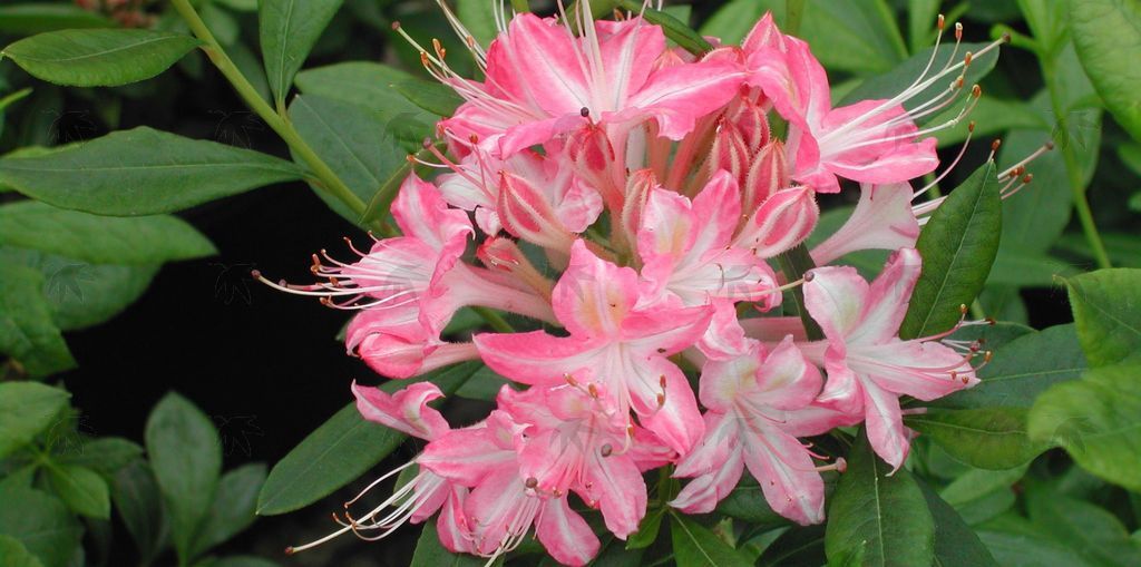 Azalea Weston Ribbon Candy 2 gal