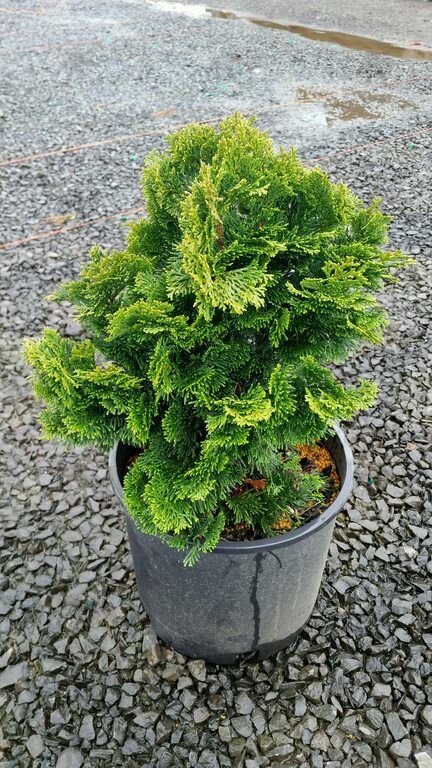 Hinoki Dwf Nana 1 gal