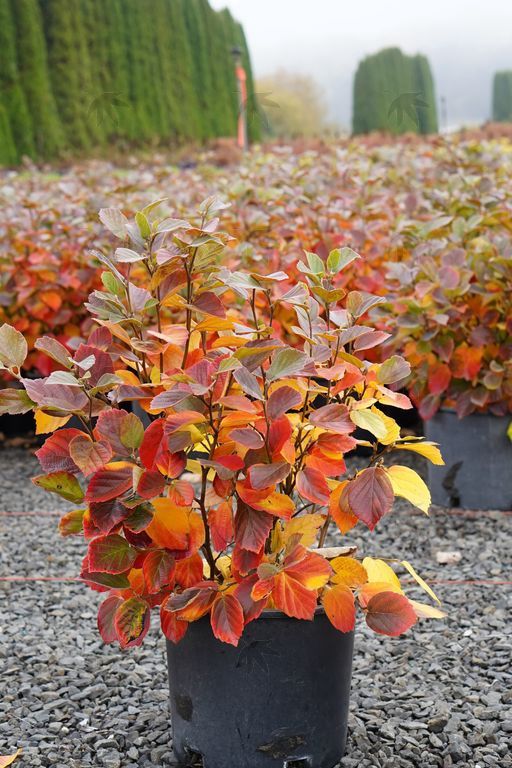 Fothergilla Mt. Airy 1 gal