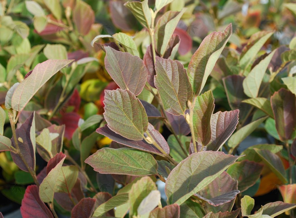 Fothergilla Legend of the Small 3 gal