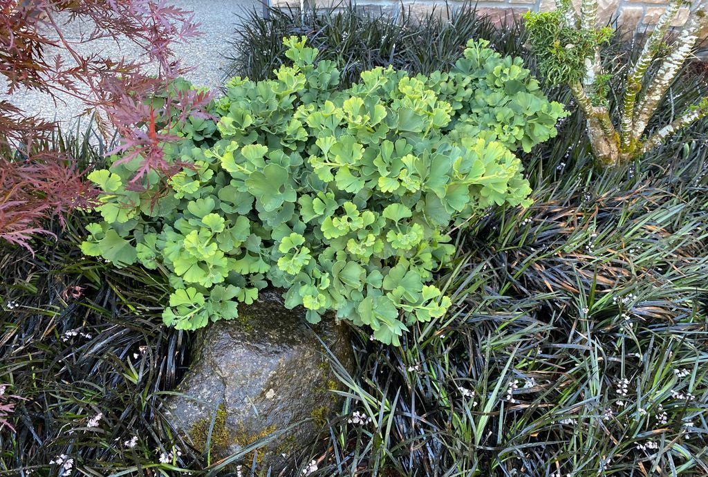 Ginkgo Troll 2 gal