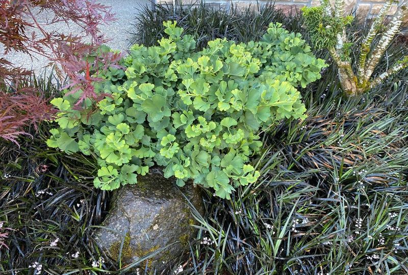 Ginkgo Troll 2 gal