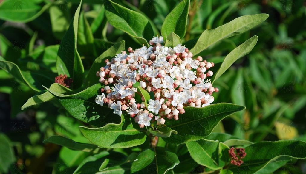 Viburnum Spring Bouquet 3 gal