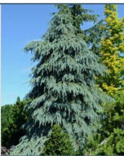 Picea engelmannii 'Bush's Lace' B&amp;B 4'