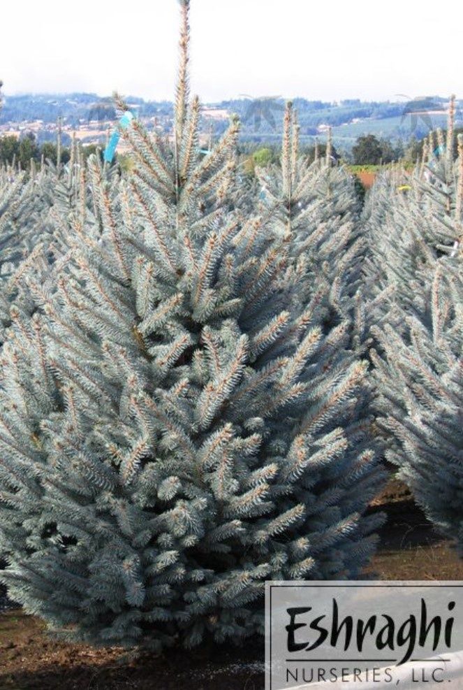 Picea Fat Albert 2 gal