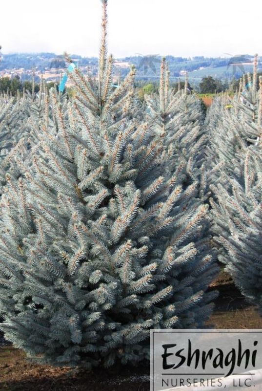 Picea Fat Albert 2 gal