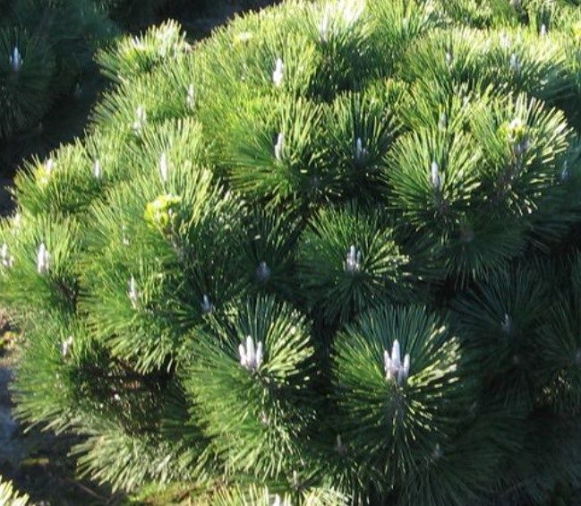 Japanese black pine thunderhead