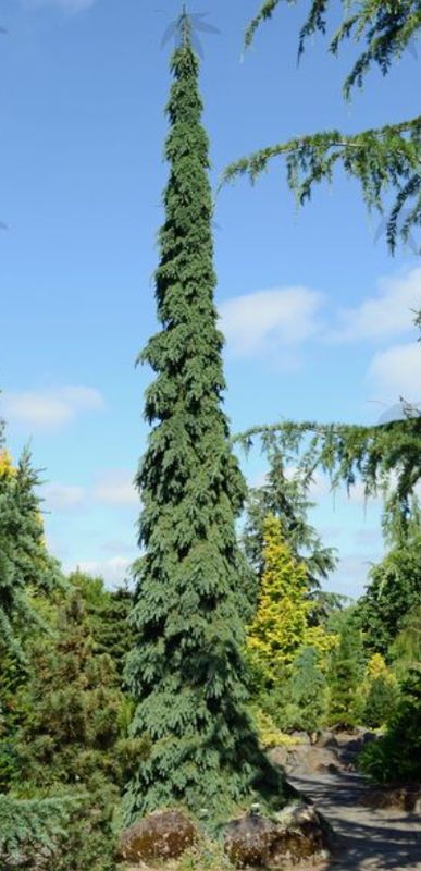 Wpg White Spruce 5 gal