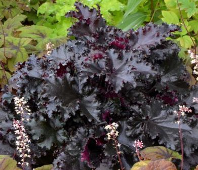Heuchera Black Taffeta 4&quot;