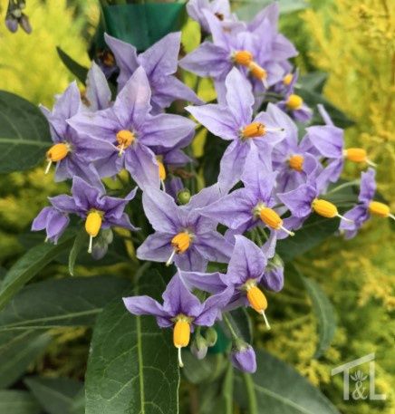 Blue Potato Vine 1 gal