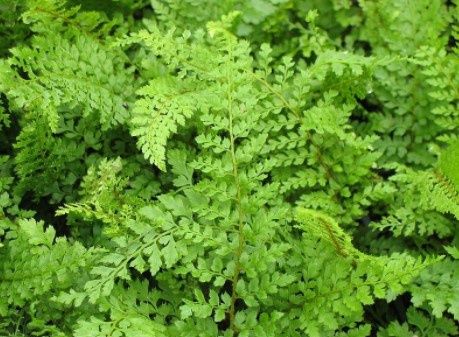 Soft Shield fern 1 gal