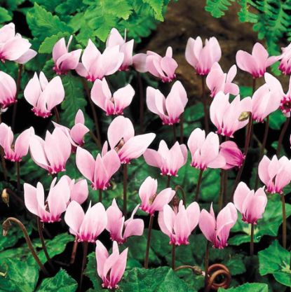Cyclamen coum Qt