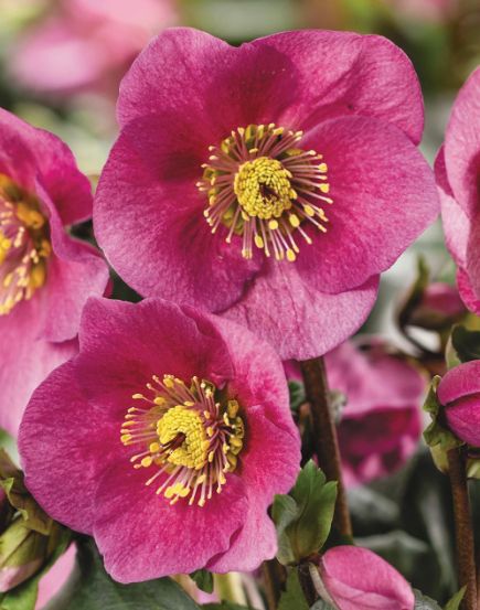 Hellebore Lenia 1 gal