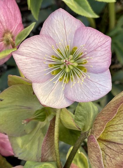 Hellebore Liara 1 gal