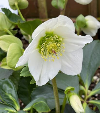 Hellebore Lisann 1 gal