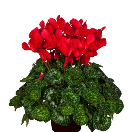 Cyclamen Mammoth Red 6&quot;