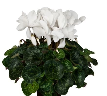 Cyclamen Mammoth white 6&quot;