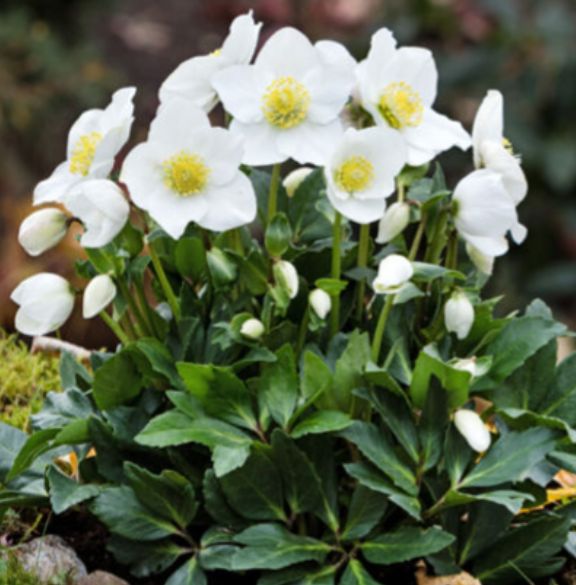 Hellebore Diva PC 1 gal
