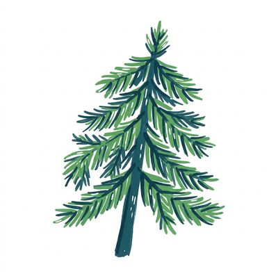 Conifers