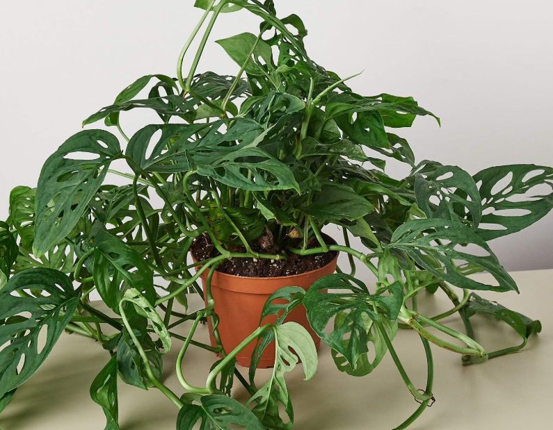 HB Swiss Cheese 10”