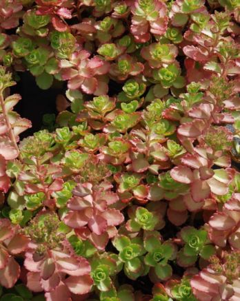 Sedum Fuldaglut 4"