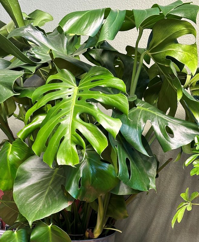 Monstera Split leaf 4"