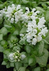 Lamium White Nancy 4"