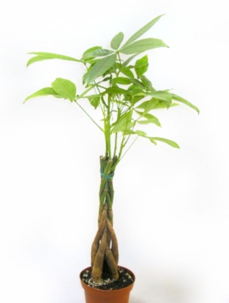 Money Tree Braided 4"